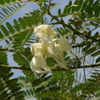 Sesbania grandiflora (L.) Poir.